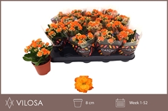 Kalanchoe Double Hawn Orange 8Ø 15cm