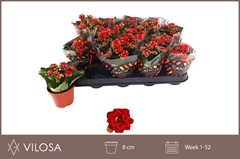Kalanchoe Double Rubio Red 8Ø 15cm