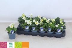 Helleborus Christmas Carol 9Ø 15cm