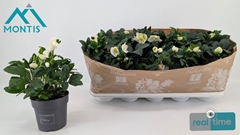 Helleborus Christmas Carol 12Ø 24cm