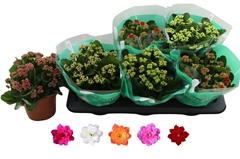 Kalanchoe Double Rosaline Mix 15Ø 25cm