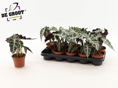 Alocasia Polly 12Ø 27cm