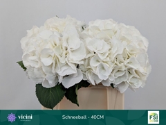 Hydrangea Schneeball 40cm 13-15cm Hd