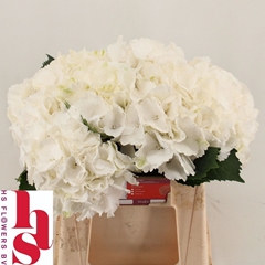 Hydrangea White Verena 40cm 13-15cm Hd