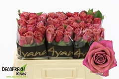 Rosa Barista 50cm