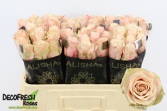 Rosa Lady Cava+ 50cm