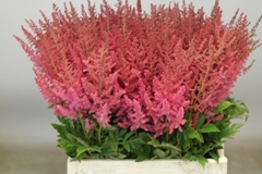 Astilbe Else Schluck 60cm