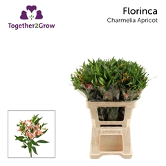 Alstroemeria Florinca Charmelia Apricot 60cm