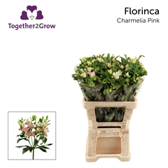 Alstroemeria Florinca Charmelia 60cm