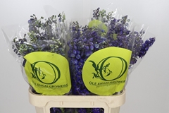 Delphinium Single Black Knight 80cm