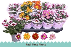 Chrysanth Mix Flower 12Ø 25cm