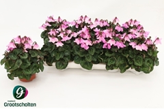 Cyclamen Super Serie Pettico 10Ø 20cm