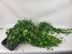 Hedera Helix Jacobine 13Ø 45cm