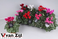 Cyclamen Mini Garden 10Ø 20cm