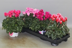 Cyclamen Super Serie Xl 13Ø 30cm