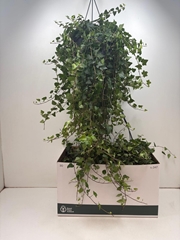 Hedera Helix Anna 24Ø 100cm