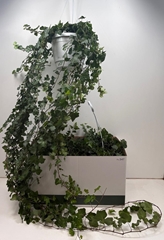 Hedera Helix Wonder 24Ø 120cm