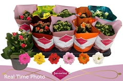 Kalanchoe Double Perfecta Mix 10Ø 22cm