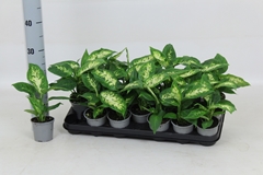 Dieffenbachia Compacta 8Ø 25cm