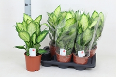 Dieffenbachia Camilla 17Ø 50cm
