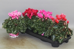 Cyclamen Super Serie Xl 13Ø 30cm