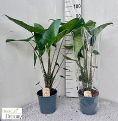 Alocasia Zebrina 21Ø 90cm