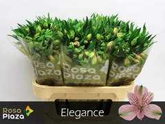Alstroemeria Elegance 75cm 55gr.
