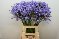 Agapanthus Blue Heaven 70cm