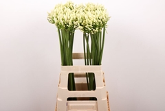 Agapanthus Gletsjer 70cm
