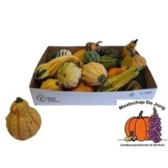 Cucurbita Pepo Maya Mix 8cm