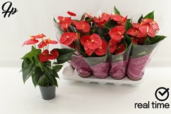 Anthurium Esudo 12Ø 40cm