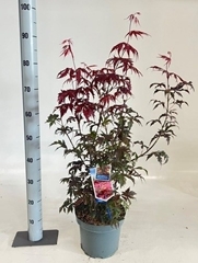 Acer Palm Atropurpureum 23Ø 90cm