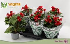 Begonia Double Baladin 13Ø 30cm