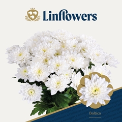 Chrysanth Spray Baltica 70cm 115gr.