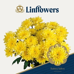 Chrysanth Spray Baltica Yellow 70cm 105gr.