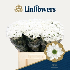Chrysanth Spray Chic 60cm 50gr.
