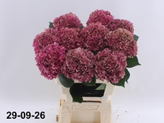 Hydrangea Glowing Alps Classic 60cm 15-17cm Hd