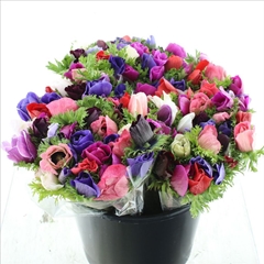 Anemone Coronaria Mistral Plus Rainbow 35cm