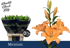 Lily La Menton 90cm 5+