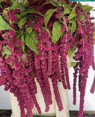 Amaranthus Caudatus Rosary 75cm