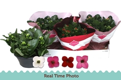 Kalanchoe Single Mix 4 Colours 23Ø 25cm