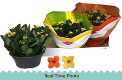 Kalanchoe Single Mix 2 Colours 23Ø 25cm