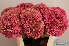 Hydrangea Glowing Alps Classic 75cm 20-22cm Hd