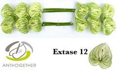 Anthurium Extase 13cm Hd