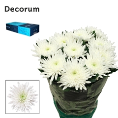 Chrysanth Single Topspin 70cm 80gr.