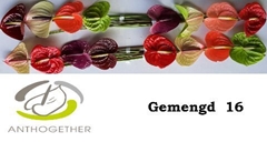 Anthurium Mix 11cm Hd
