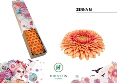 Gerbera Mini Sphere Zenna M 45cm 7cm Hd