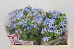Oxypetalum Tweedia Blue 35cm