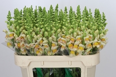 Antirrhinum Costa Apricot 75cm