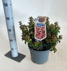 Leucothoe Curly Red 23Ø 40cm